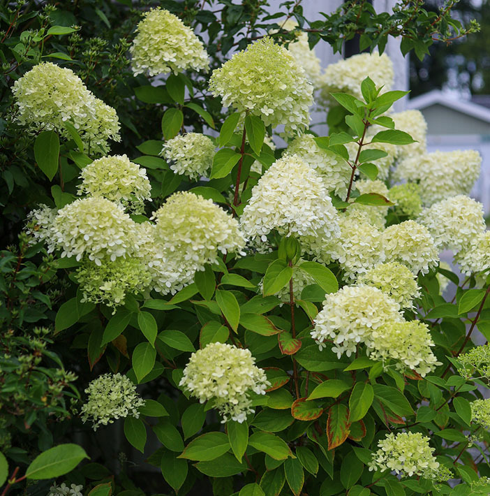 planting-og-stell-av-syrinhortensia-3.jpg