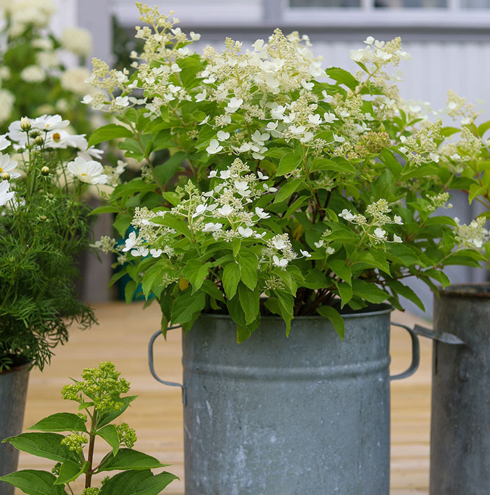 planting-og-stell-av-syrinhortensia-4.jpg