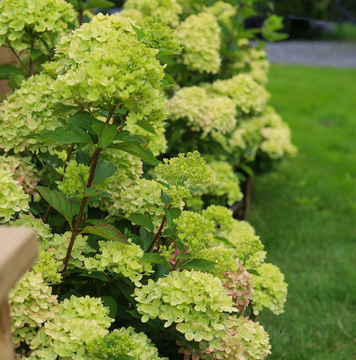 planting-og-stell-av-syrinhortensia-5.jpg