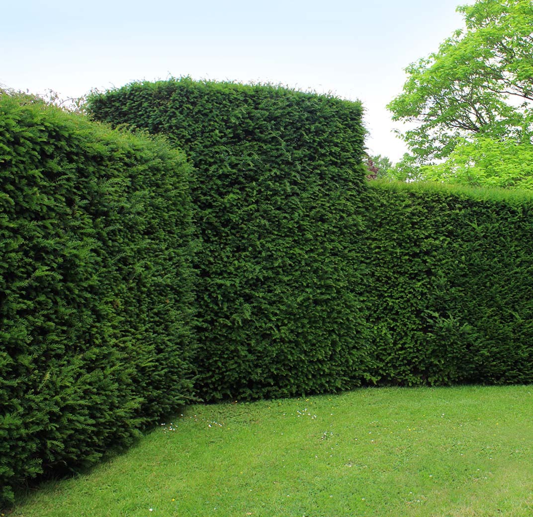 barlind-2-floriss.jpg