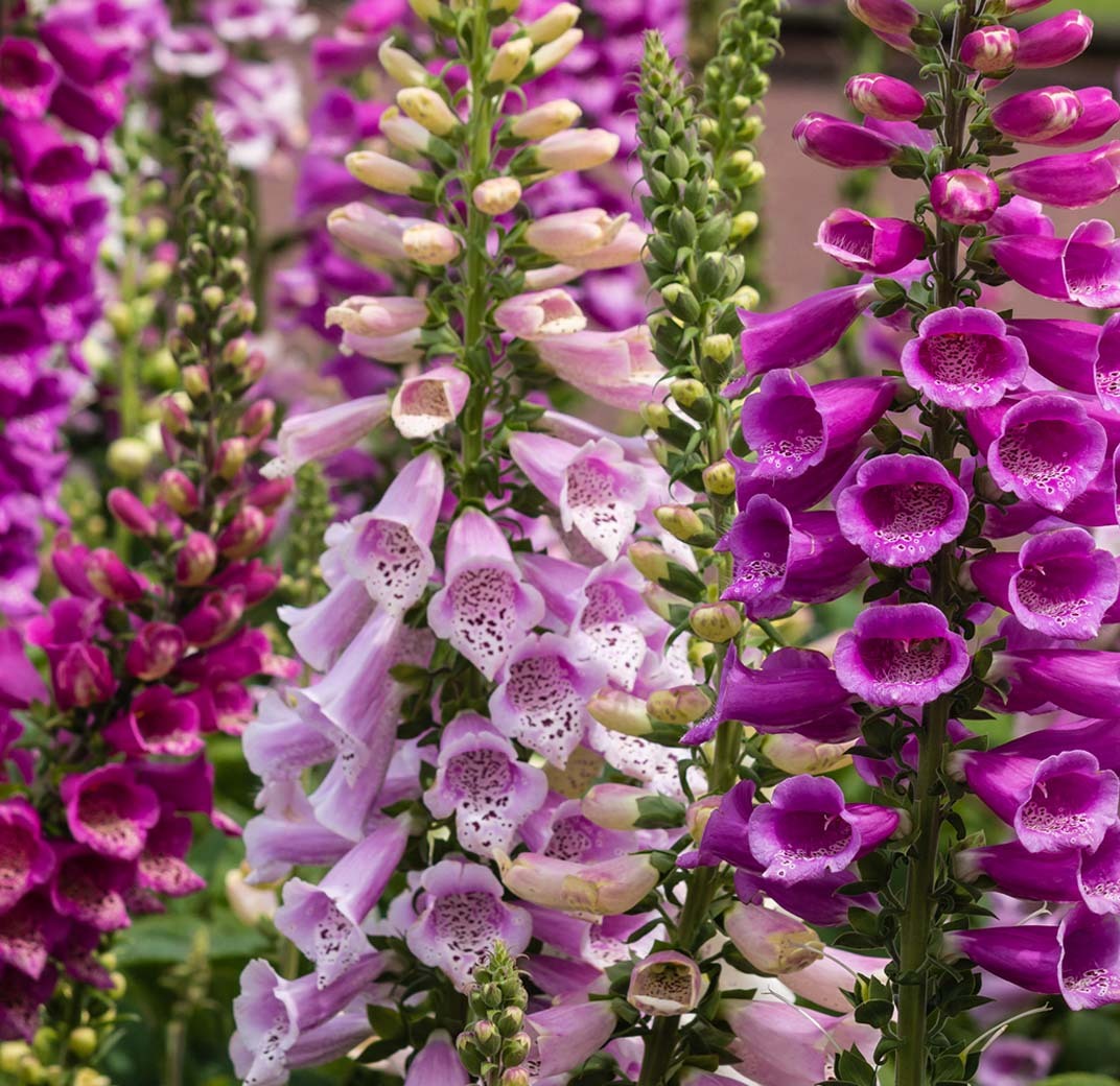 revebjelle-1-floriss.jpg