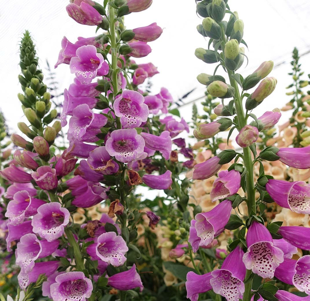 revebjelle-2-floriss.jpg