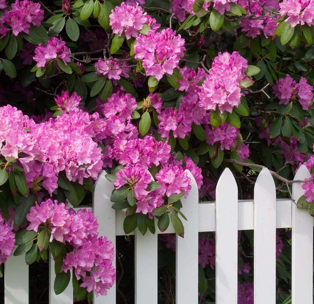 rododendron-2-floriss.jpg