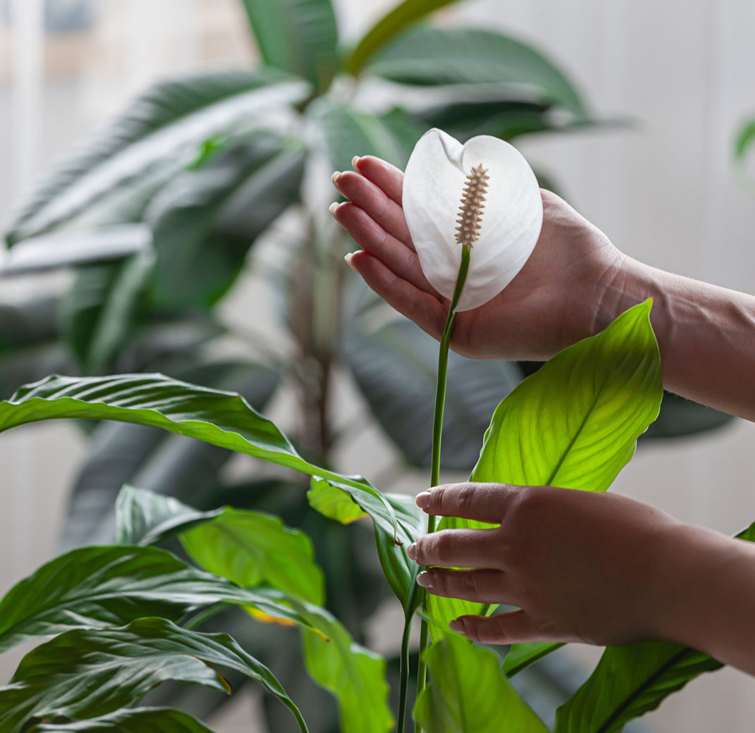 floriss-giftige-inneplanter.jpg