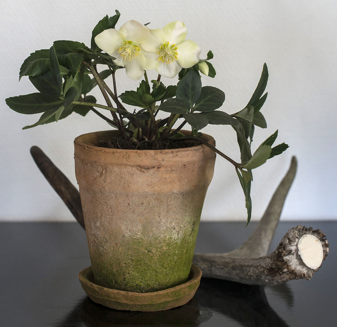 helleborus-giftige-inneplanter.jpg