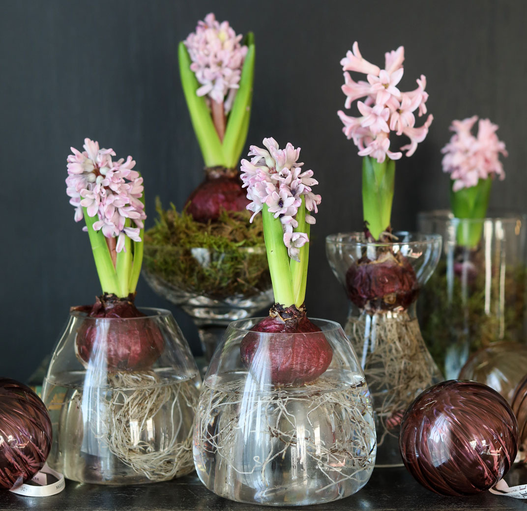 svibler-som-snittblomst-1.jpg