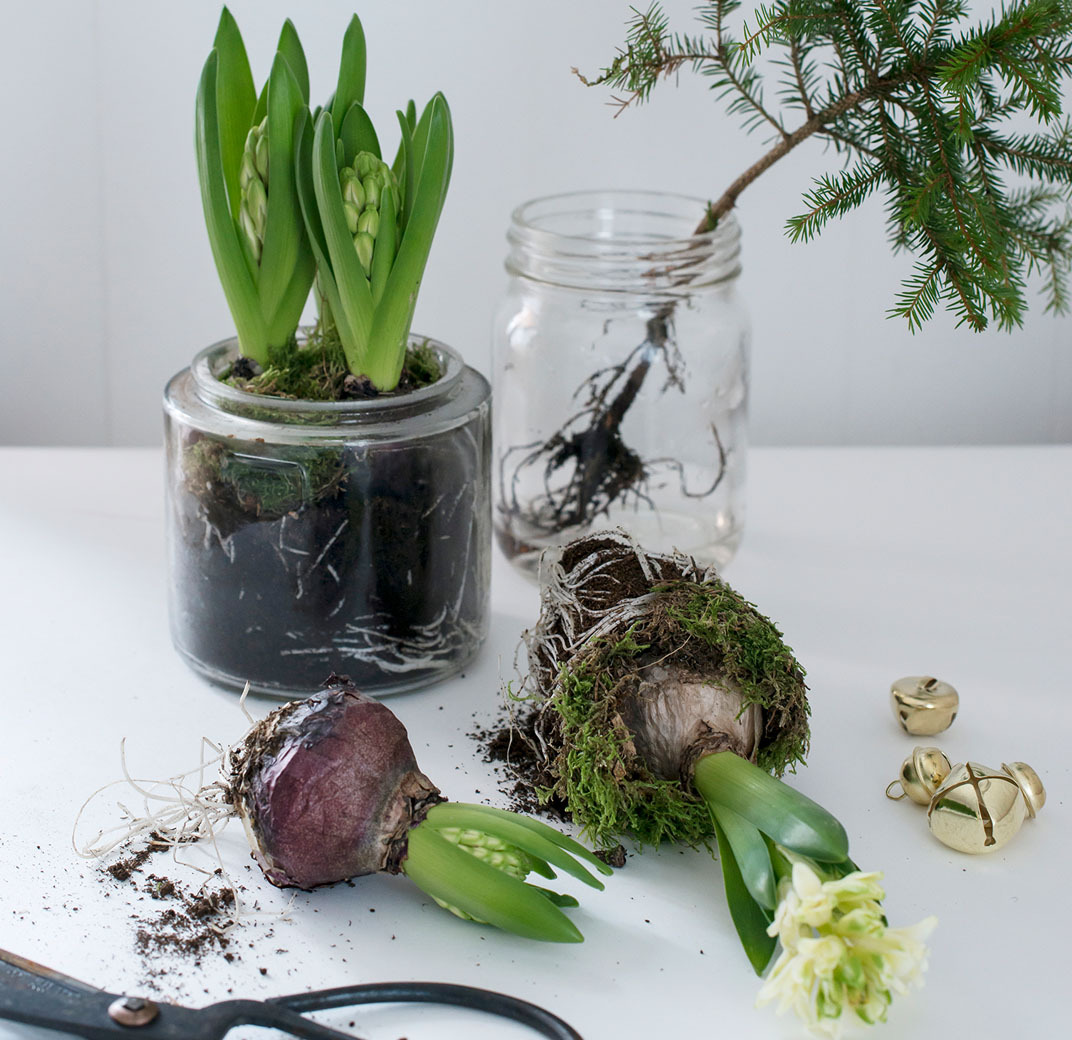 svibler-som-snittblomst-2.jpg