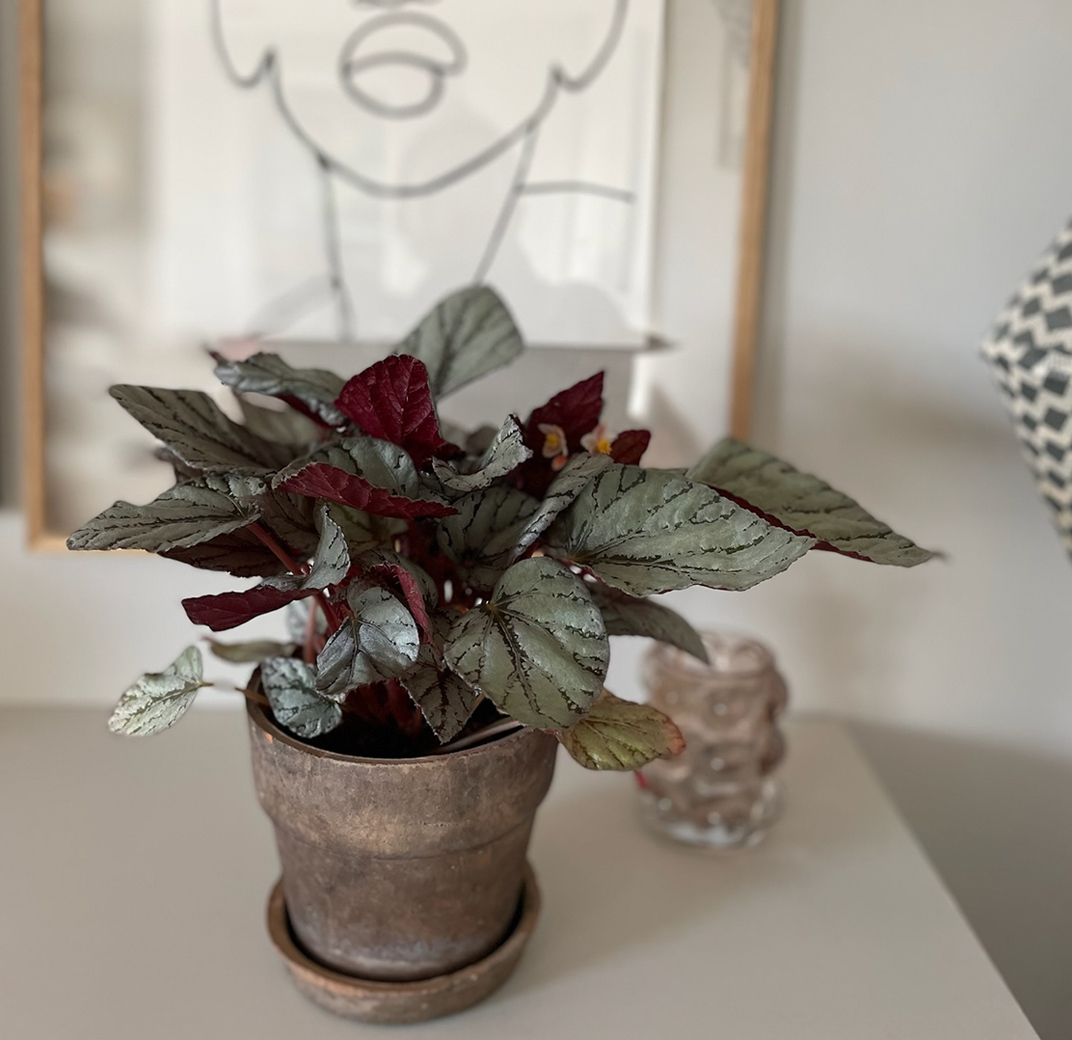 begonia-rex-beleaf-1.jpg