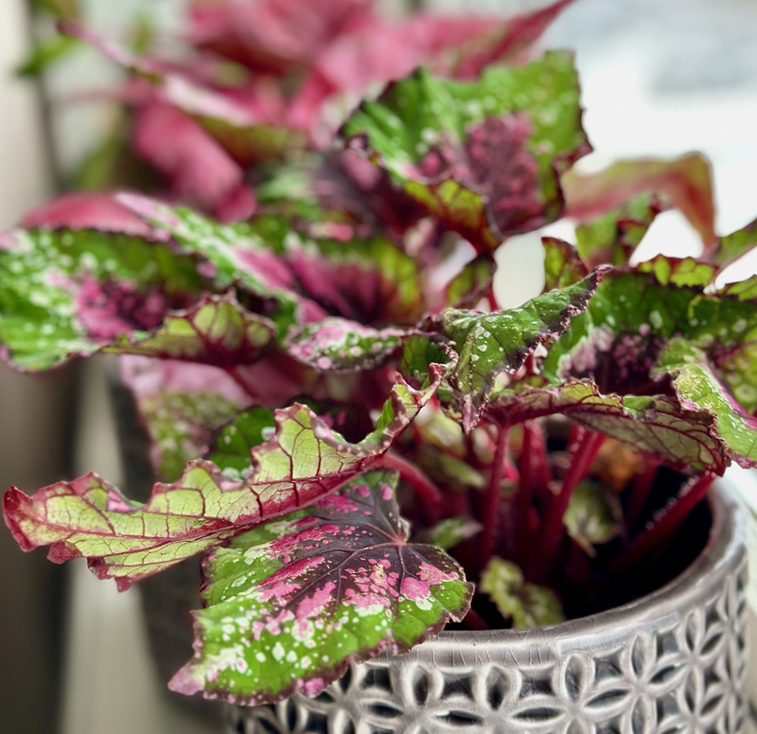 begonia-rex-beleaf-3.jpg