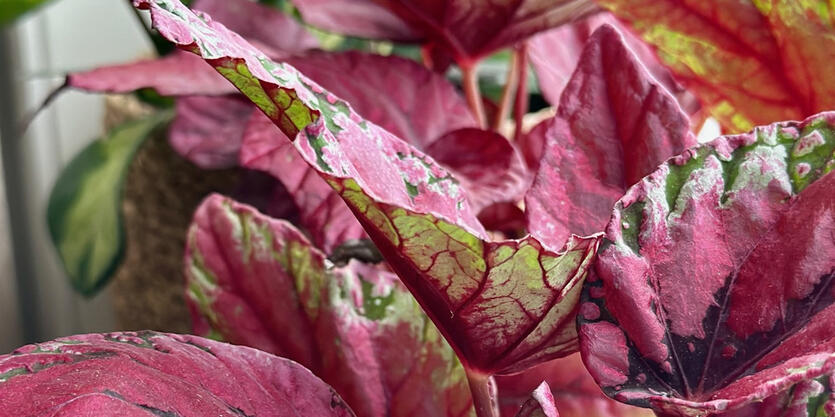 Alt du m&aring; vite om</br> Begonia Rex Beleaf
