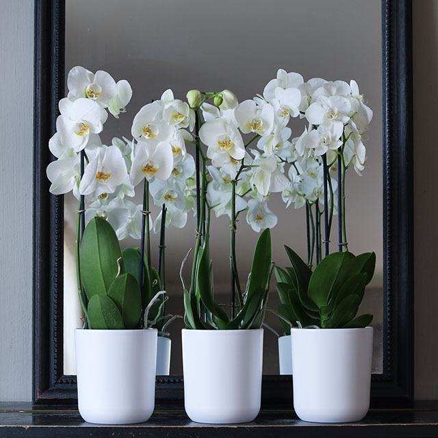 floriss phalaenopsis orkidé