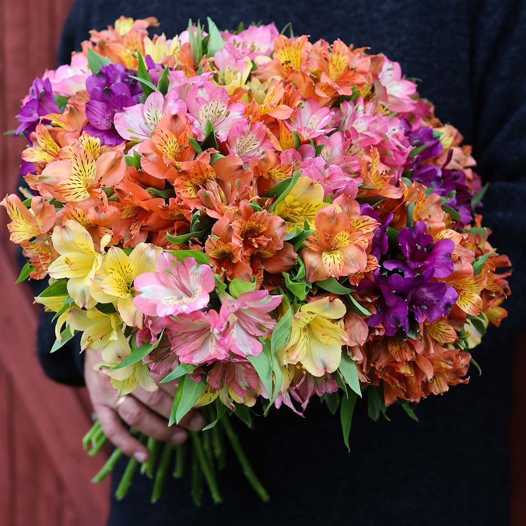 Alstroemeria i hele regnbuens farger