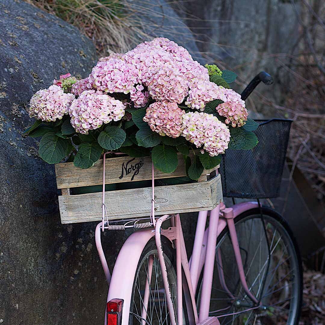 Rosa hagehortensia i en gammen