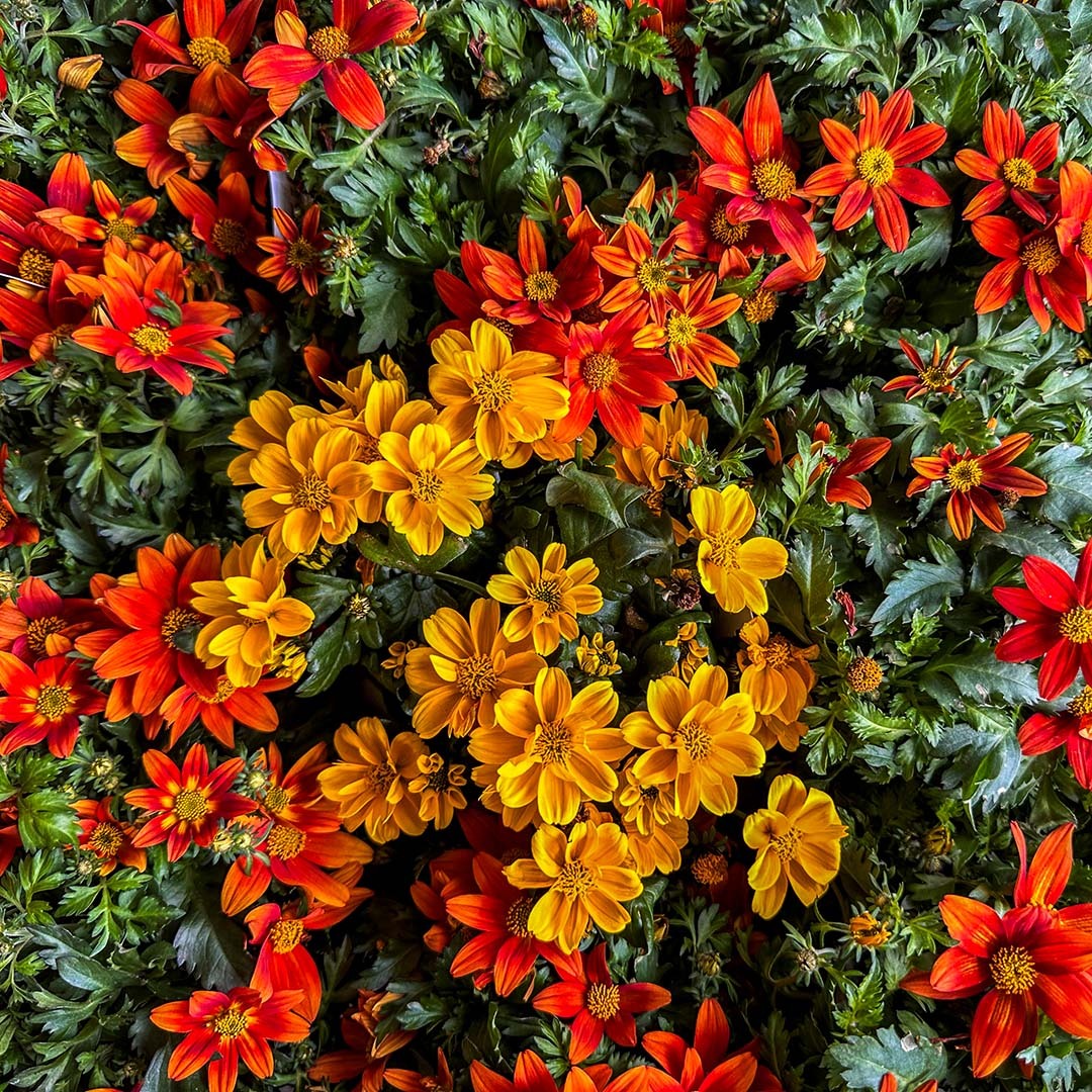 Bidens