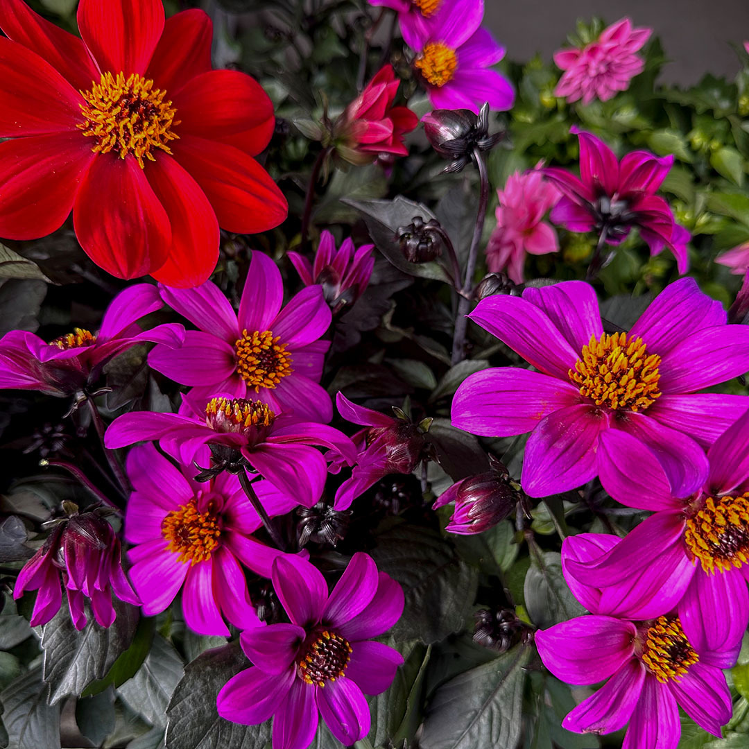 Georgine/Dahlia