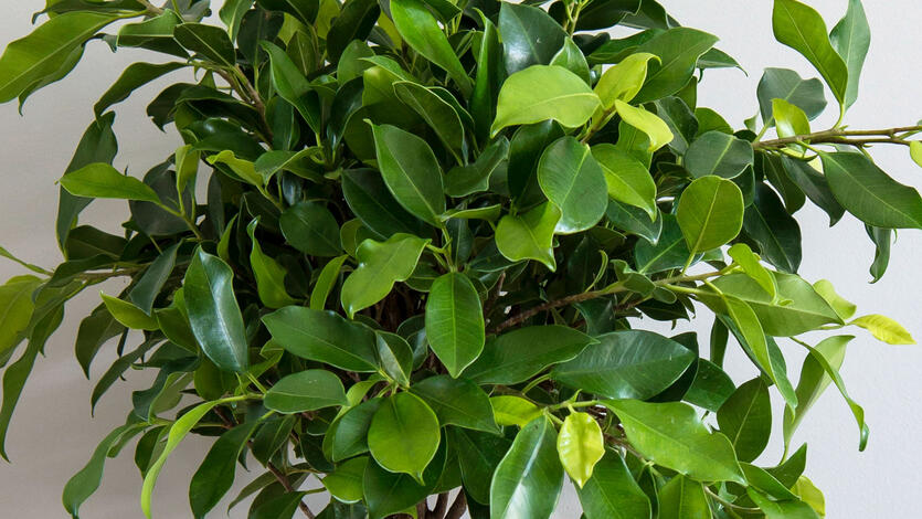 Ficus Benjamina - Bj&oslash;rkefiken